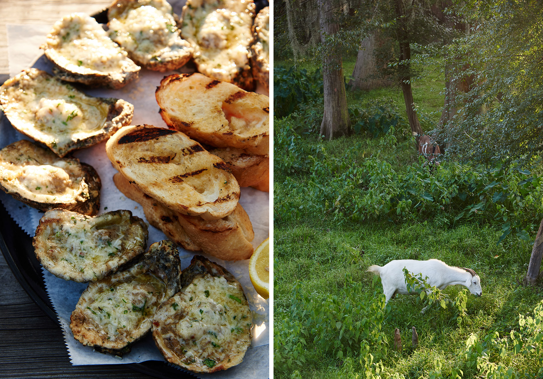 Oysters & Goats