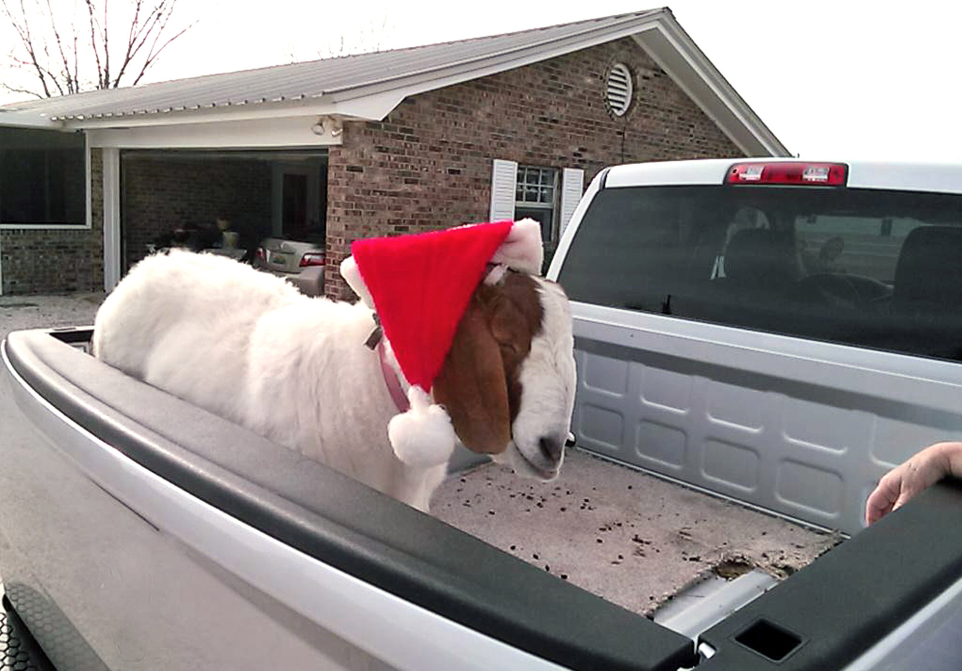 Goat in Truck